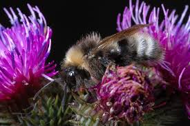 Image result for Bombus norvegicus