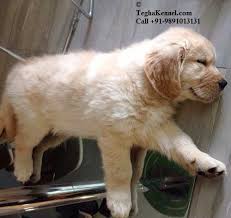 Iris adorable 2 chunky golden retriever puppies for sale. Golden Retriever Puppies For Sale Puppies For Sale Dogs For Sale Dog Breeders Dog Kennel Kitten For Sale Cat For Sale