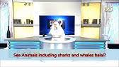How do you make octopus plural? Octopus Islam Mai Halal Hai Very Informative Video About Halal Haram Abu Saif Al Ehsaan Tv Youtube
