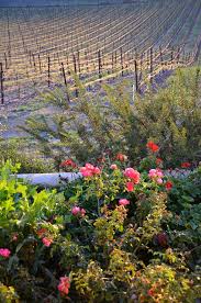 Team field trip to our cactus hill pinot noir vineyard! Nicholson Ranch Le Vin Bleu