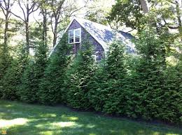Trees take time to grow, and they need regular maintenance in order to look right and be healthy. The Best Trees For Any Backyard Dogwood Landscaping