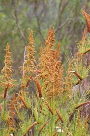 Image result for Restionaceae