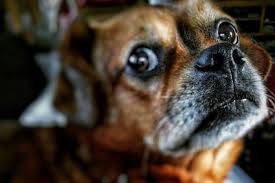 Ist Sex mit Tieren erlaubt? | Infos zu Zoophilie