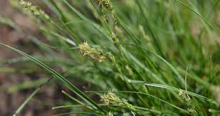 Image result for Carex angolensis