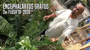 Image result for Encephalartos gratus