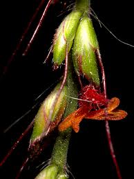 Image result for Oplismenus compositus