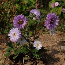 Image result for Eggelingia clavata