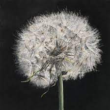 Gallery Of Rosie Sanders Original Botanical Flower Paintings Botanical Art Illustration Plant Illustration
