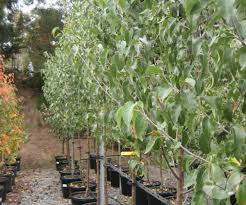 Trees that burst into bloom before many flowers emerge are true harbingers of spring. Pyrus Calleryana Winter Glow Ornamental Pear Trees Speciality Trees