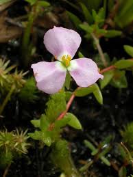 Image result for Mayacaceae