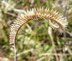 Image result for Ctenium