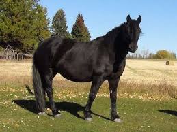 Find cheval canadien in canada | visit kijiji classifieds to buy, sell, or trade almost anything! Le Canadien Un Canadien En Liberte Cheval Canadien Chevaux Noirs