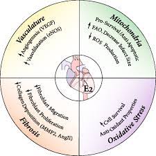 The Protective Role Of Estrogen And Estrogen Receptors In Cardiovascular Disease And The Controversial Use Of Estrogen Therapy Springerlink