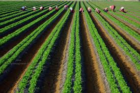 紅蘿蔔田葉 的圖片搜尋結果 farmland outdoor vineyard