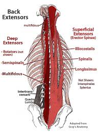 As a massage therapist and artist, i had to have totally unique, funky and fresh anatomy charts for my massage room. Paraspinal Muscles Anatomy Cervical Paraspinal Muscles Anatomy Human Anatomy Diagram Muscle Anatomy Muscle Diagram Yoga Anatomy