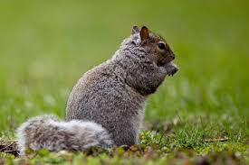 The mice survived the fall as a result of they had been so small. Radcliffe Fellow Tracks Squirrels For Insights On Human Memory Harvard Gazette