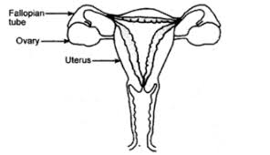 In this video i'm going to draw diagram of human male reproductive system , step by step and very easily in few minutes , human male reproductive system. Draw A Diagram Of Human Female Reproductive System And Label The Part Studyrankersonline