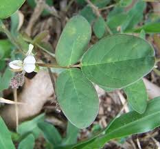 Image result for Desmodium scorpiurus