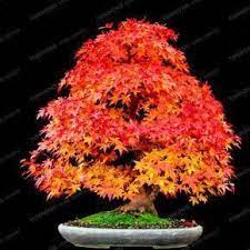 Also referred to as acer palmatum, the japanese maple bonsai is a truly interesting and attractive plant. 20 Pcs Rare Blue Maple Seeds Bonsai Tree Plants Pot Suit For Diy Home Garden Japanese Beautiful Multicolor Maple Seeds Bonsai Tree Trees To Plant Bonsai Plants