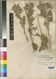 Image result for Astripomoea lachnosperma