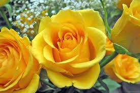 Sari Guller Sari Gul Resmi Flowers Pretty Flowers Yellow Roses