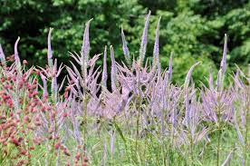 Growing to 200 cm (79 in) tall by 45 cm (18 in) broad, it is an erect herbaceous perennial with slender racemes of white or occasionally pink or purple flowers in summer. Wertvolle Geruststaude Veronicastrum Schau Und Sichtungsgarten Hermannshof