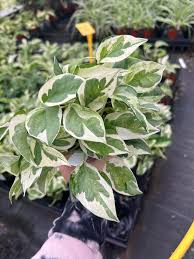 Image result for Sutera debilis