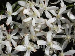 Check spelling or type a new query. Wintergroene Bosrank Clematis Armandii Met Groeigarantie Clematis Klimplanten Planten