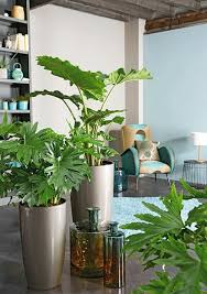 Feng Shui Pflanzen Fur Harmonie Und Positive Energie Im Wohnraum Wohnzimmer Pflanzen Pflanzen Dekor Zimmerblumen