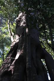 Image result for Trilepisium madagascariense