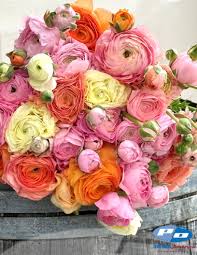Image result for Ranunculus volkensii