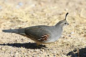 Common Birds Of The Southwest Gambel Quail Purely Poultry Quail Game Birds Poultry