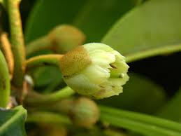 Image result for Manilkara