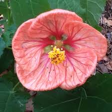 They are a tropical to subtropical plant, hardy outdoors only in usda zones nine to 11. Abutilon Bella Red Flowering Maple Bella Red In Gardentags Plant Encyclopedia