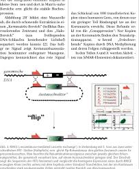 Definition, rechtschreibung, synonyme und grammatik von 'modifikation' auf duden online nachschlagen. Abb 2 Genetische Modifikation Von Saugerzellen Mit Herkommlichen Download Scientific Diagram
