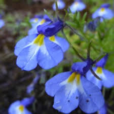 Image result for Monopsis stellarioides