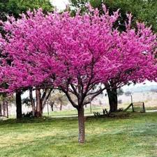 In the bud of time. Eastern Redbud Eastern Redbud Tree For Sale Plantingtree