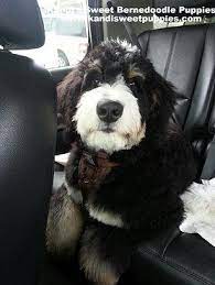 Bernedoodle Home Bernedoodle Puppy Bernedoodle Breeder Bernedoodle Puppy Bernedoodle Doodle Dog