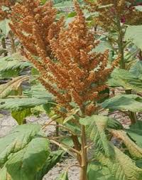 Image result for Amaranthus praetermissus