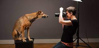 A Day In The Life Of Pet Portrait Photographer Elke Vogelsang Pet Portraits Photography Pet Photography Studio Dog Portrait Photography