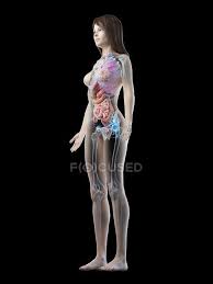 They also work in tandem to form organ systems, like the digestive system or the circulatory system. Realistic Body Model Showing Female Anatomy On Black Background Computer Illustration Digestive System Internal Organs Stock Photo 312138676