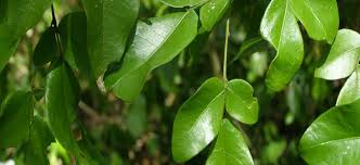 Image result for Tessmannia burttii