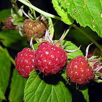 Image result for Rubus kirungensis