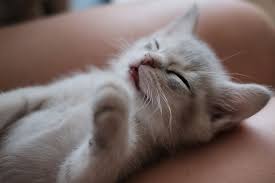 5000 gambar kucing lucu imut dan paling menggemaskan sedunia. Gambar Anak Kucing Yang Paling Comel Di Dunia