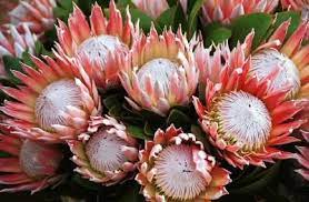Pin By Sam Neuman On Garden Protea Flower Unusual Flowers King Protea