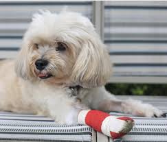 It should vomit within 10 to 30minutes and if not, the treatment can be repeated. 5 Simple Pet First Aid Tricks Every Owner Should Know