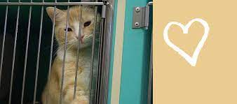 Pet adoption league yukon pa. Pet Adoption League Adopt A Pet Yukon Pa Animal Shelter Cats Dogs