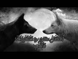 Check spelling or type a new query. Ø£ÙØ®Ù… ØµÙˆØ± Ùˆ Ø®Ù„ÙÙŠØ§Øª Ø°Ø¦Ø§Ø¨ Photo Of Wolves Youtube