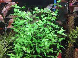 Image result for Nelsonia smithii