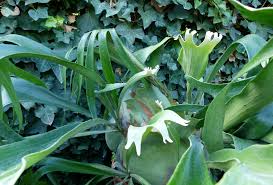 Image result for parožnatka Platycerium